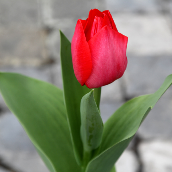 دانلود آهنگ زن زندگی آزادی مرد و میهن و آبادی همراه شو اگه با مایی تهی